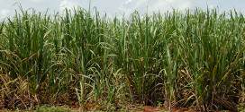 uso de biofertilizantes