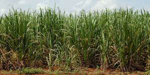 uso de biofertilizantes