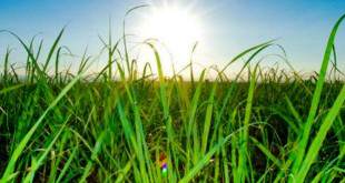 Bioenergia Pode Ajudar A Mitigar As Mudanças Climáticas - 8