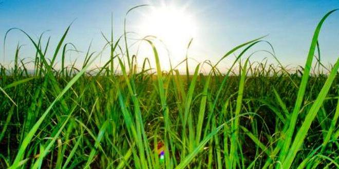 Bioenergia Pode Ajudar A Mitigar As Mudanças Climáticas - 1