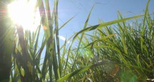Cana-De-Açúcar: Clima Reduz Em 13,2% Estimativa Para Safra 2021/22, Diz Conab - 10