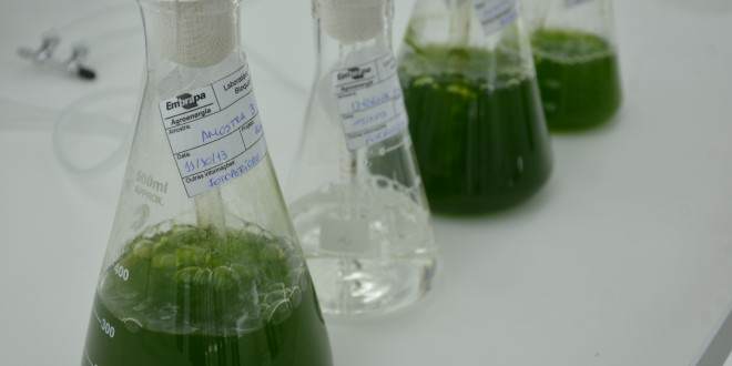 Microalgas Que Geram Biocombustíveis - 1