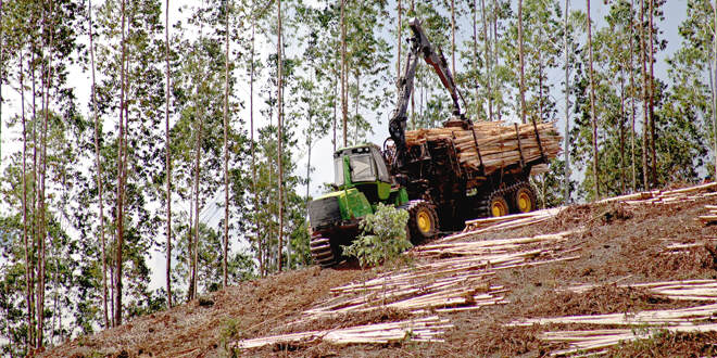 O Potencial Das Florestas Energéticas No Brasil - 1