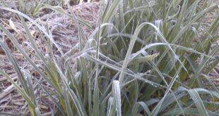 Cultivo De Cana Inverno Deve Ser Evitado Na Região Sul De Ms - 5