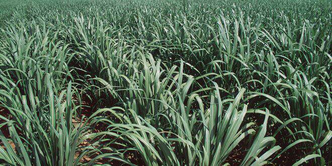 Aumento Da Produtividade Agrícola É Neutralizada Pela Queda Na Quantidade De Açúcares Totais - 1
