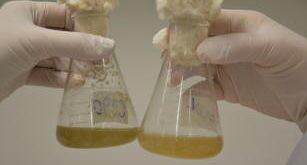 Identificadas Microalgas Que Geram Biocombustíveis - 6