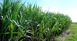 Setor Sucroenergético Do Ms Investe Em Nova Variedade De Cana De Açúcar   - 5