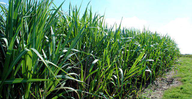 Setor Sucroenergético Do Ms Investe Em Nova Variedade De Cana De Açúcar   - 1