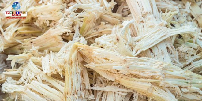 Empresa Japonesa Vai Aproveitar Bagaço De Cana-De-Açúcar Para Produzir Biocombustível - 1