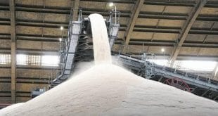 Conab Estima Produção Estável De Cana E Forte Destaque Para O Açúcar - 17