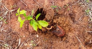 Crv Industrial Realiza Reflorestamento De Áreas - 7