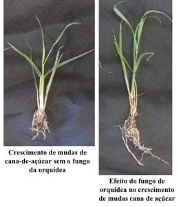 Biofertilizacao de cana