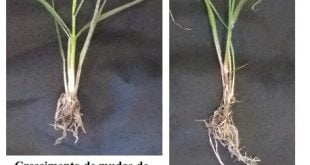 Biofertilizacao de cana