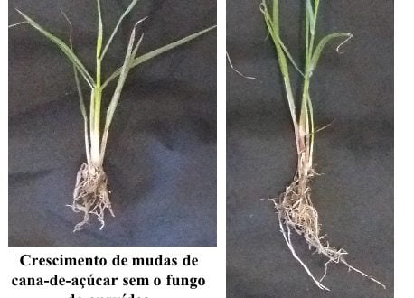 Biofertilizacao de cana
