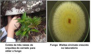 Cana-De-Açúcar: Novo Fungo É Estudado Pela Ufg - 3