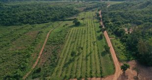 Cerrado Em Equilíbrio: Sistema Agroflorestal É Adotado Por Reserva Em Goiás Para Conservação Do Bioma - 6