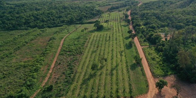 Cerrado Em Equilíbrio: Sistema Agroflorestal É Adotado Por Reserva Em Goiás Para Conservação Do Bioma - 1
