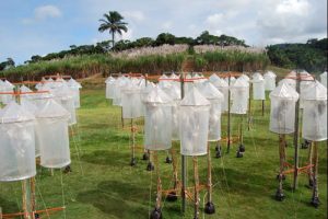 Na Estação de Hibridação, equipes de técnicos e pesquisadores planejam as combinações que irão gerar as sementes (Foto: IAC/SAA)