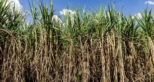 Lançada Pedra Fundamental Da Nova Usina De Etanol De Milho Da Fs Bioenergia Em Mato Grosso - 6