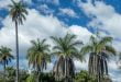 Macaúba: A Palmeira Que Gera Biodiesel E Pode “Limpar” O Passivo Da Aviação - 41