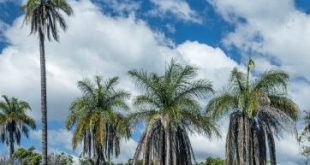 Macaúba: A Palmeira Que Gera Biodiesel E Pode “Limpar” O Passivo Da Aviação - 4