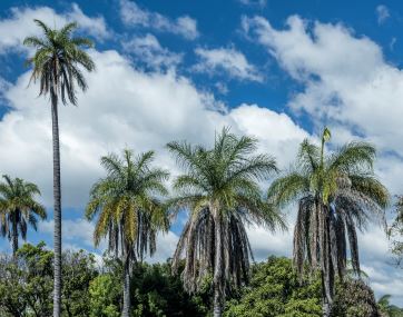 Macaúba: A Palmeira Que Gera Biodiesel E Pode “Limpar” O Passivo Da Aviação - 1