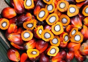 Palm Oil Seeds - 2