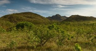 Projeto Reflora Cba Vai Restaurar Vegetação Nativa Nos Biomas Cerrado E Mata Atlântica - 4