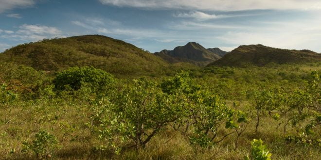 Projeto Reflora Cba Vai Restaurar Vegetação Nativa Nos Biomas Cerrado E Mata Atlântica - 1