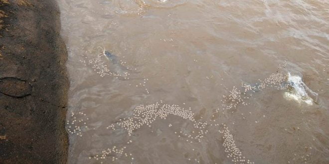 Usina Uruaçu Cria Peixes Em Lagoa - 1