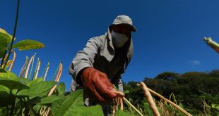 Agro Goiano Registra Saldo Positivo De 11 Mil Vagas Formais De Trabalho No Primeiro Semestre Do Ano - 21