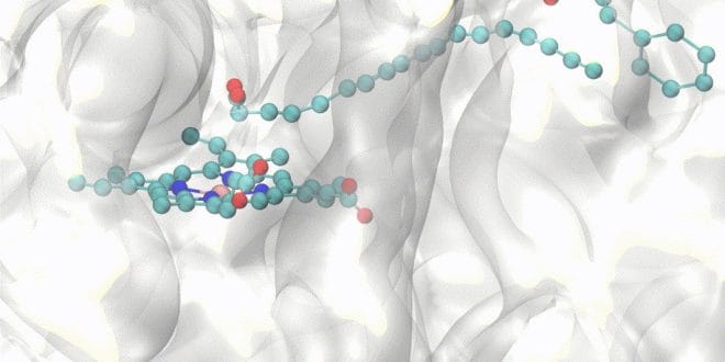 Imagem da enzima transformando óleo de milho em hidrocarboneto. As cores representam os átomos: vermelho para oxigênio, azul-escuro para nitrogênio, verde-azulado para carbono e rosa para ferro